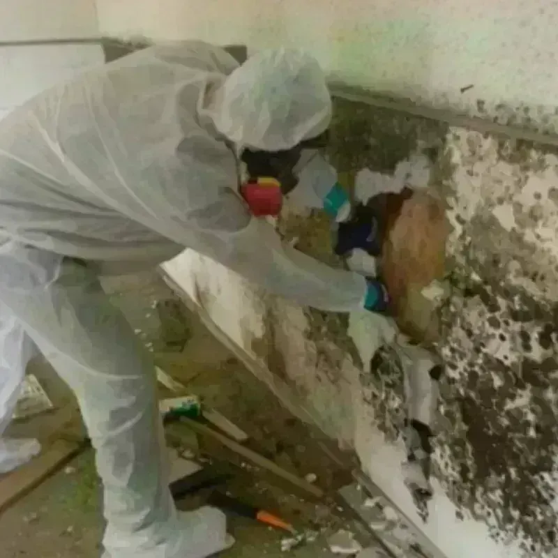 Mold Remediation and Removal in Columbus Air Force Base, MS